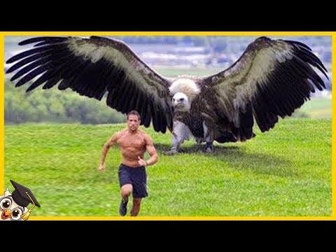 Video: Vem är den största rovfågeln genom tiderna?