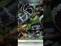 KRAIT INDIA⚠️⚠️#shortvideo #viralshort #viralvideo #viral #animals #snake