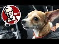 TAKING MY DOGGY TO KFC