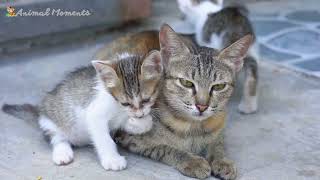 Farm Animal Sounds - Cow, Sheep, Cat, Dog, Chicken - Animal Moments