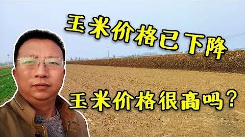 玉米價格下降，幾家歡喜幾家愁，當前玉米的價格真的很高了嗎 - 天天要聞
