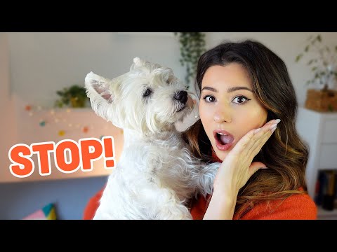 Is Your Westie Dog Annoyed or Stressed? 5 SIGNS OF DISCOMFORT 🥵  4K