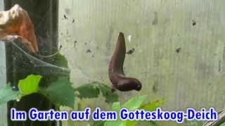 16. Juli 2013 Eine tanzende Nackt-Schnecke