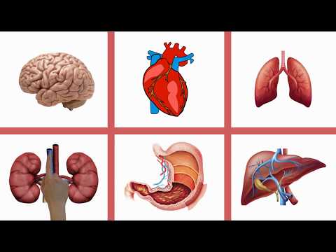 Learn English Body Organ Names & Learning Human Anatomy by Picture Play English Vocabulary