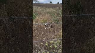 Essas são aprovadas #melhorvídeo #paisagemnatural #naturezasurpreendente