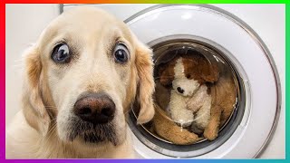 MOMENTS OF SUPER FUNNY ANIMALS 🐶 Best Of The 2021 Funny Animal Videos 😻 | Funny And Crazy Animals by Funny and Crazy Animals 20 views 2 years ago 4 minutes, 41 seconds