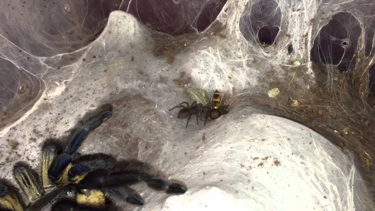 balfouri-slings-going-for-a-big-superworm-youtube