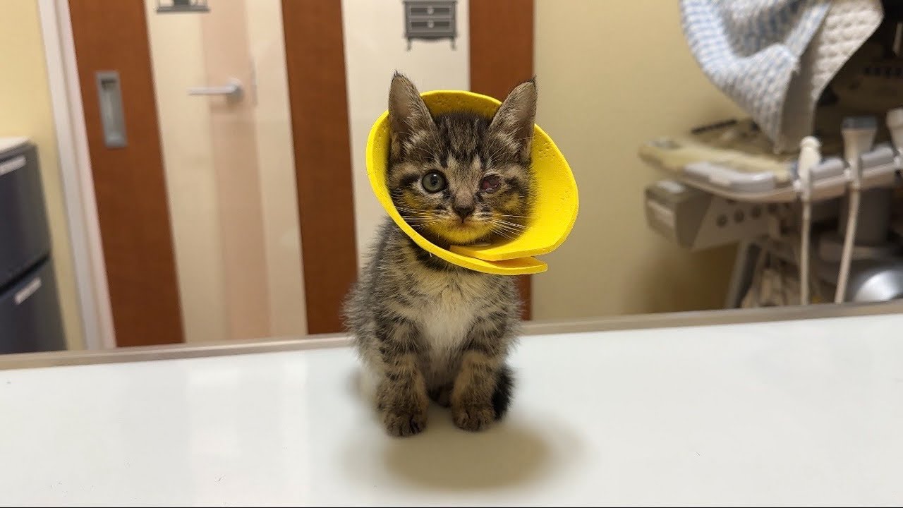 先月保護したおはぎちゃんの目の合併症についてご報告です。 - YouTube 