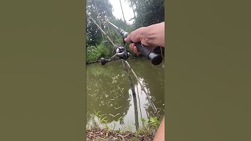 Câu cá chê to như chó bằng mồi chuối dính chép khủng #câucá #fishing #đồngquê