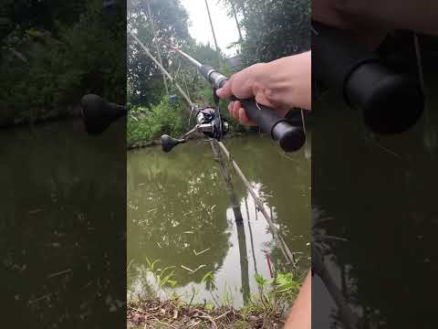 Câu cá chê to như chó bằng mồi chuối dính chép khủng #câucá #fishing #đồngquê