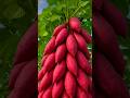 Grow Sweet Potatoes at Home in Just 1 Week! 🥔🌱 #shorts