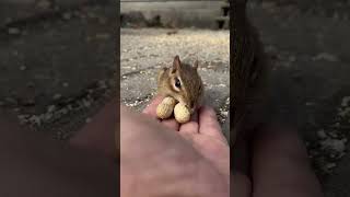 سنجاب ياكل فستق | السنجاب الصغير | سنجاب كيوت | اصغر سنجاب | squirrel 🐿