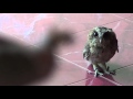 Cara Melatih Celepuk burung hantu from indonesia
