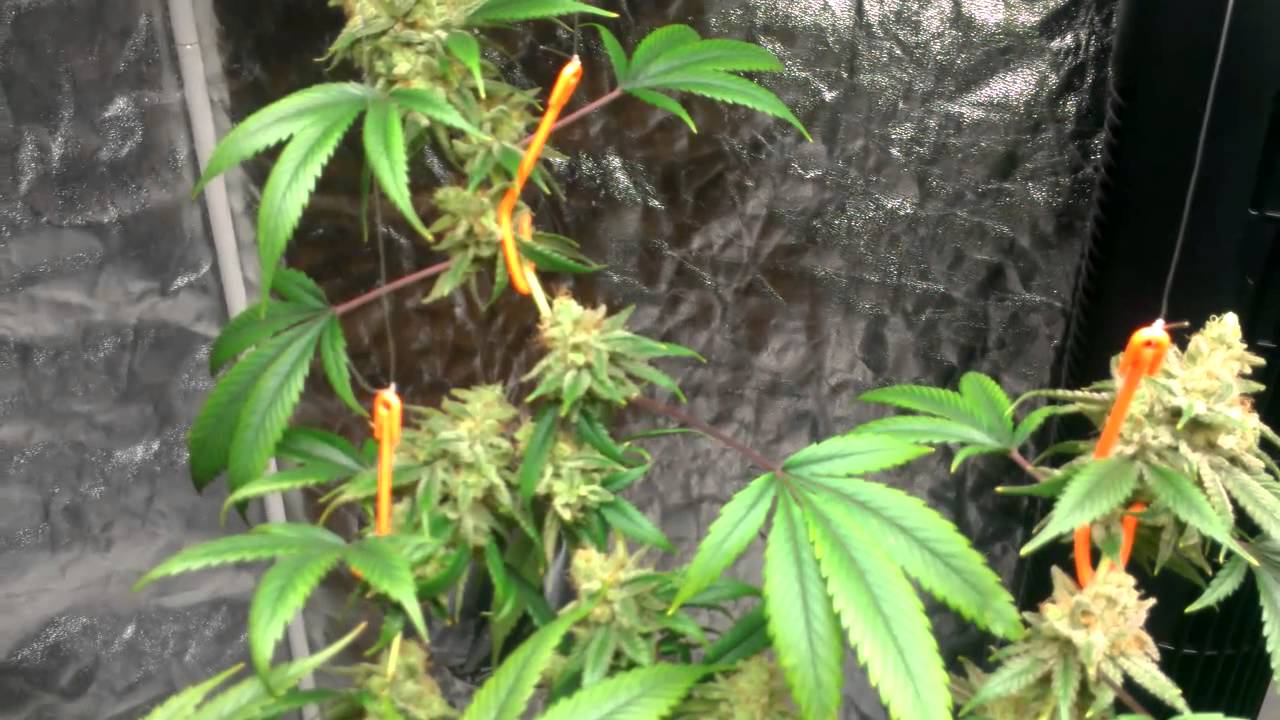 Spliff's Garden ~ Pro-420-Par/420-pfr-Pontoon Bloom Boom Room ~ 2-2-13