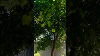 Sadece Yeşil Bir Ağaç