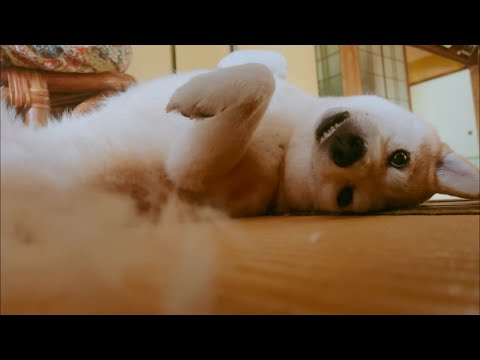 【換毛期】スポスポ抜ける毛に夢中の日々　The furvest time is still continuing presently