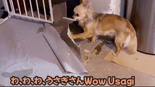 240412 うさぎの床はがしUsagi peels floor