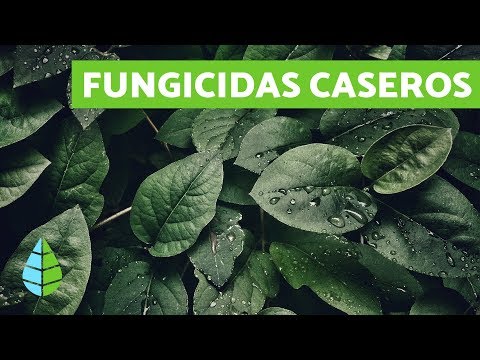 Fungicidas caseros para árboles frutales - resultados efectivos