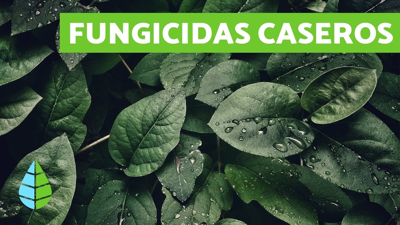 Fungicidas caseros para árboles frutales - resultados efectivos