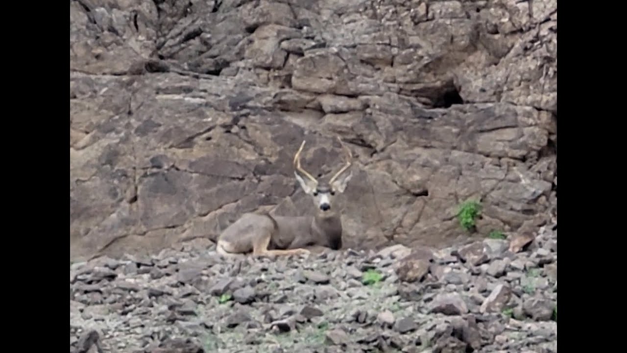 Кемпинг в пустыне, Starlink Mini и печальный конец.