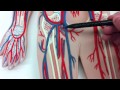Biol 228 A&P: arteries and veins and the Circulatory System