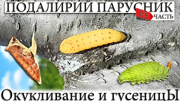 ✅ ПОДАЛИРИЙ ПАРУСНИК. НАШЕЛ ГУСЕНИЦУ, ВЫРАСТИЛ БАБОЧКУ. ДВЕ СТАДИИ ГУСЕНИЦЫ, КУКОЛКА. 1 ЧАСТЬ.