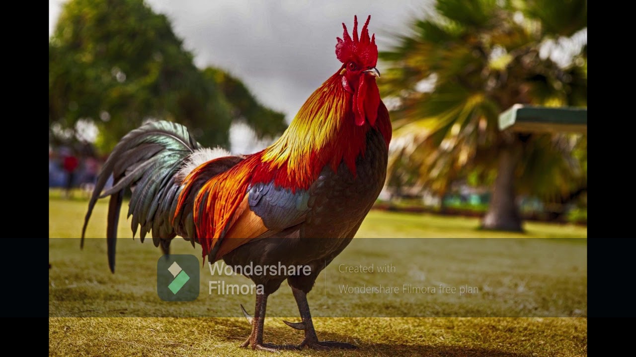 Rooster Ringtone Sound  Ringtone Effect SFX Compilation