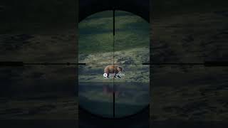 Gorgeous rare bear | #cotw #cotwgameplay #cotwclips #rare #thehuntercallofthewild
