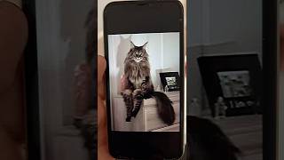 Quem tem medo do Gato (Alan Jones)? 💀