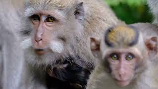 Exploring the Amazing Diversity of Primates!