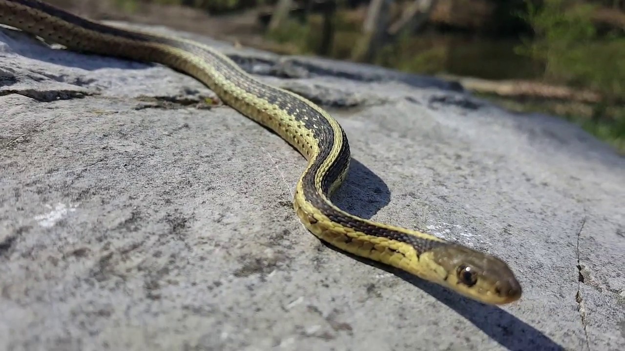 amphibians nedir Herping 2017