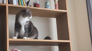 空いたスペースにはまる猫 ノルウェージャンフォレストキャットCat entering a vacant space.Norwegian Forest Cat.