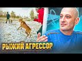 Рыжий агрессор(Агрессия на собак)