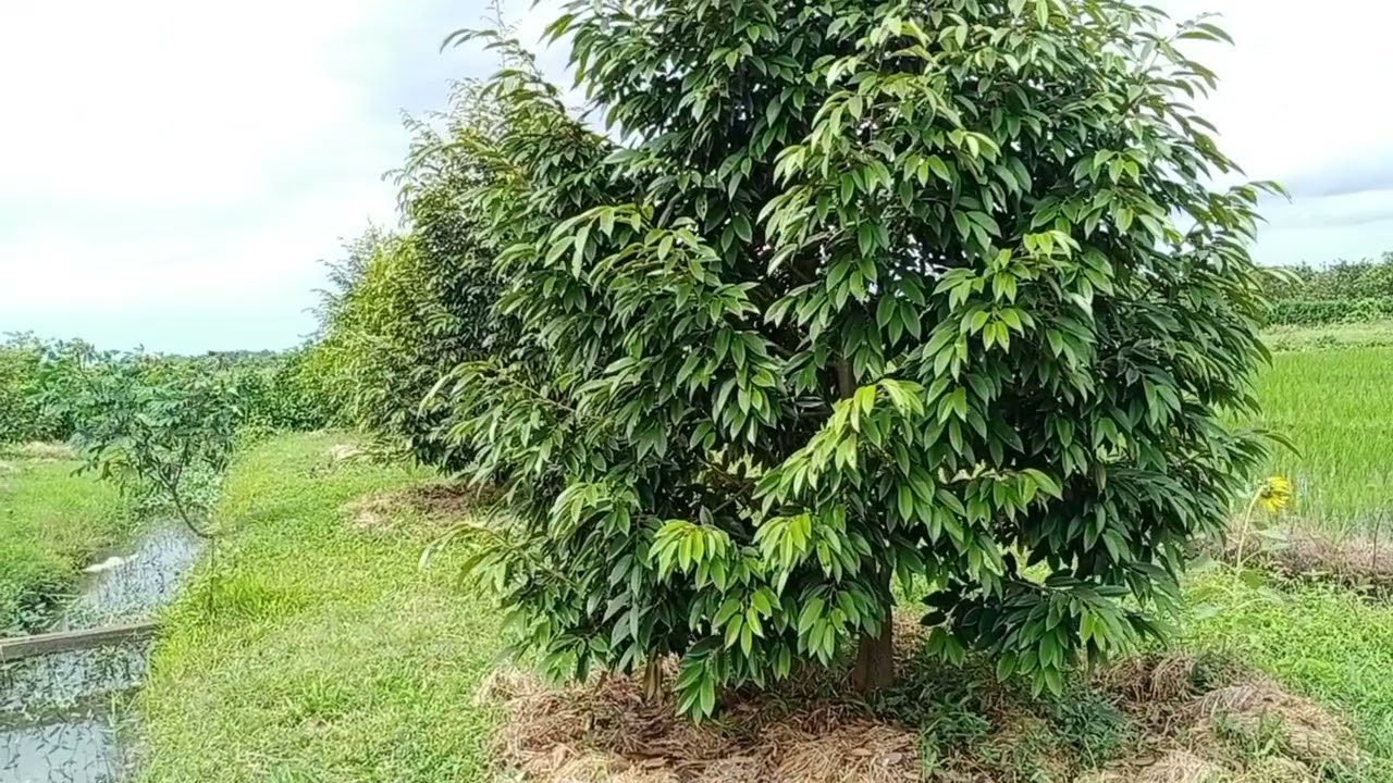 Manfaat rumput bagi tanaman durian kita