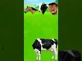 Bull #funnyvideo #viralvideoQurbani Mubara #shorts
