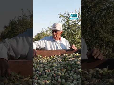 زيتون قصة علامة فلسطينية جذبت حب البريطانيين