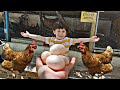 Enes Kümeste Tavuklara Yem Verdi Yumurtalarını Topladı |  Eğlenceli çocuk videosu