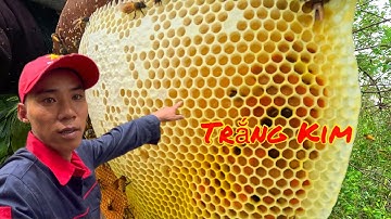 Quá Hung Rồi Chân Tay Bủn Rủn Chinh Phục Tổ Ong Khủng Hoảng Trên Cây Bần Lâu Năm