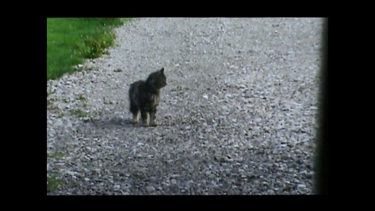 cat-waits-for-school-bus-youtube