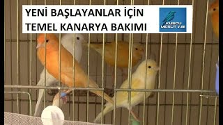 Yeni Başlayanlar için Temel KANARYA BAKIMI | Kafes Düzeni| Kafes Seçimi