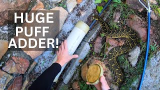 HUGE Puff Adder needed help!