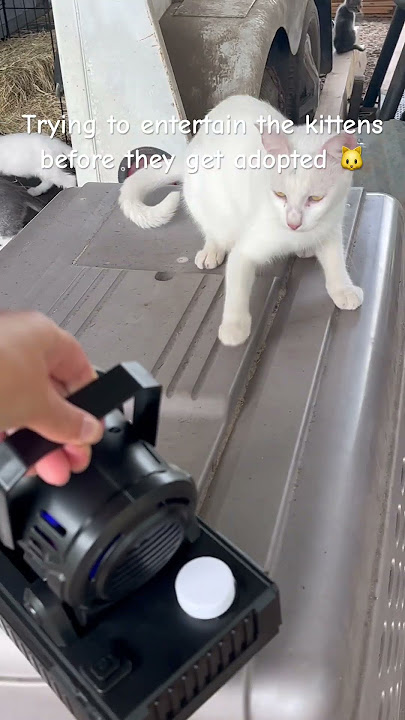 #cat #cats #kitten #cute #cutebaby #cutecat #funny