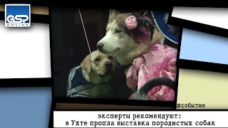 эксперты рекомендуют: в Ухте прошла выставка породистых собак | 15 ноября | 18:00 | эксперты рекомендуют: в Ухте прошла выставка породистых собак | 15 ноября | 18:00 |