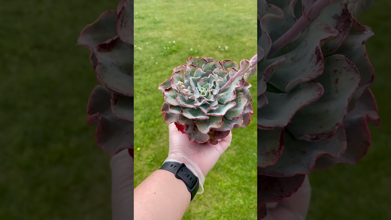 This Frilly Echeveria Is Stunning 😍