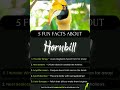 Hornbill Fun Facts: Thunder Wings, Sealed Nests & Wild Colors #wildlifewonders #animallovers