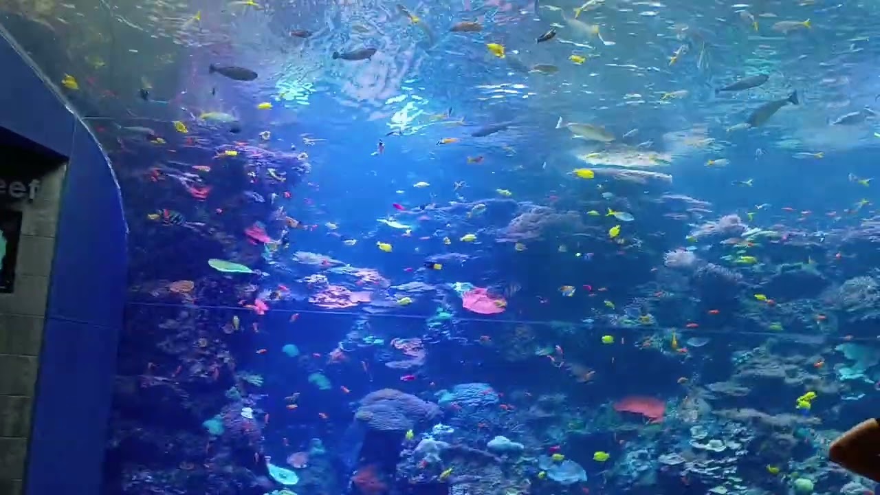 Georgia Aquarium: Tropical Diver | Full Walkthrough | November 2025