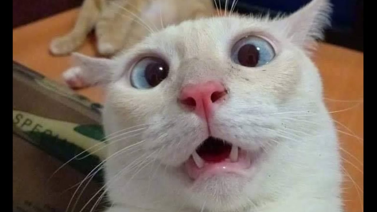 Cat Mouth Meme #cat #catmeme #catmouth #meme #catmouthmeme #mouth #sticker #free