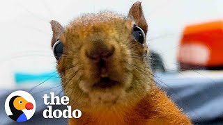 Woman Rescues Two Squirrels And Now They Visit Her Everyday| The Dodo by The Dodo 864,405 views 13 days ago 3 minutes, 11 seconds