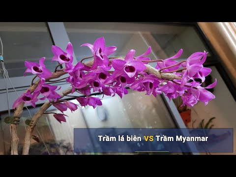 So sánh trầm tím lá biên VS trầm tím Myanmar dịp mùa hoa phong lan trầm nở tại Việt Nam | Foci
