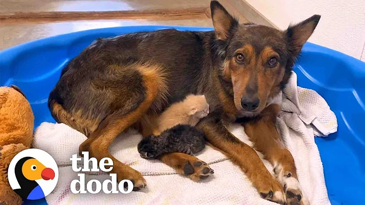 Mama Dog Who Lost Her Puppies Was Heartbroken Until She Got Kittens | The Dodo - DayDayNews